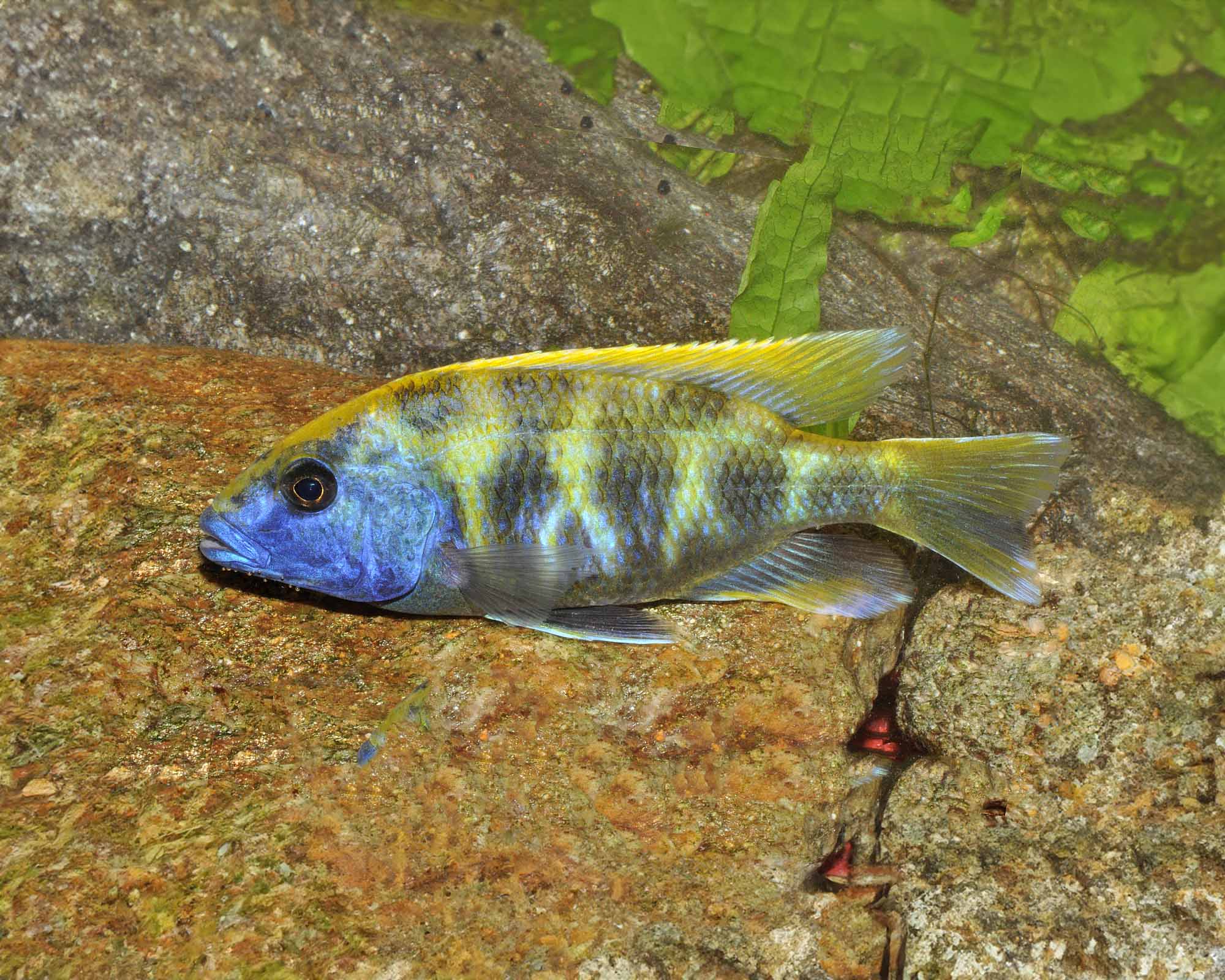Giraffe Perch (Nimbochromis venustus) Care Guide